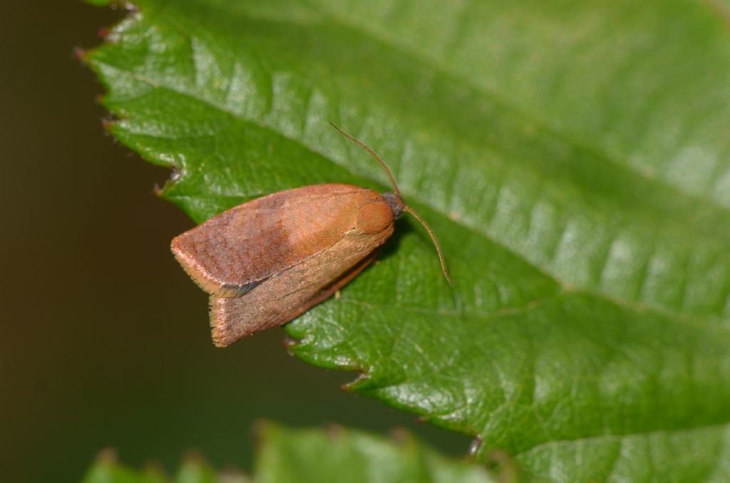 Clepsis consimilana femmina ?
